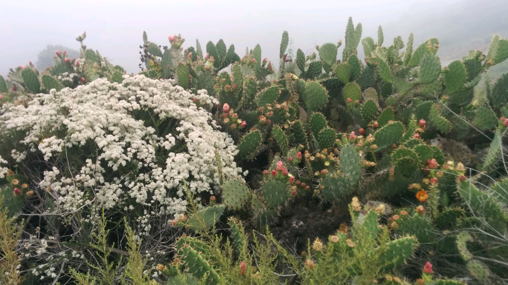 Aliso & Wood Canyons Wilderness Park, Top Of The World Entrance | W Ridge, Laguna Beach, CA 92651, USA | Phone: (949) 923-2200