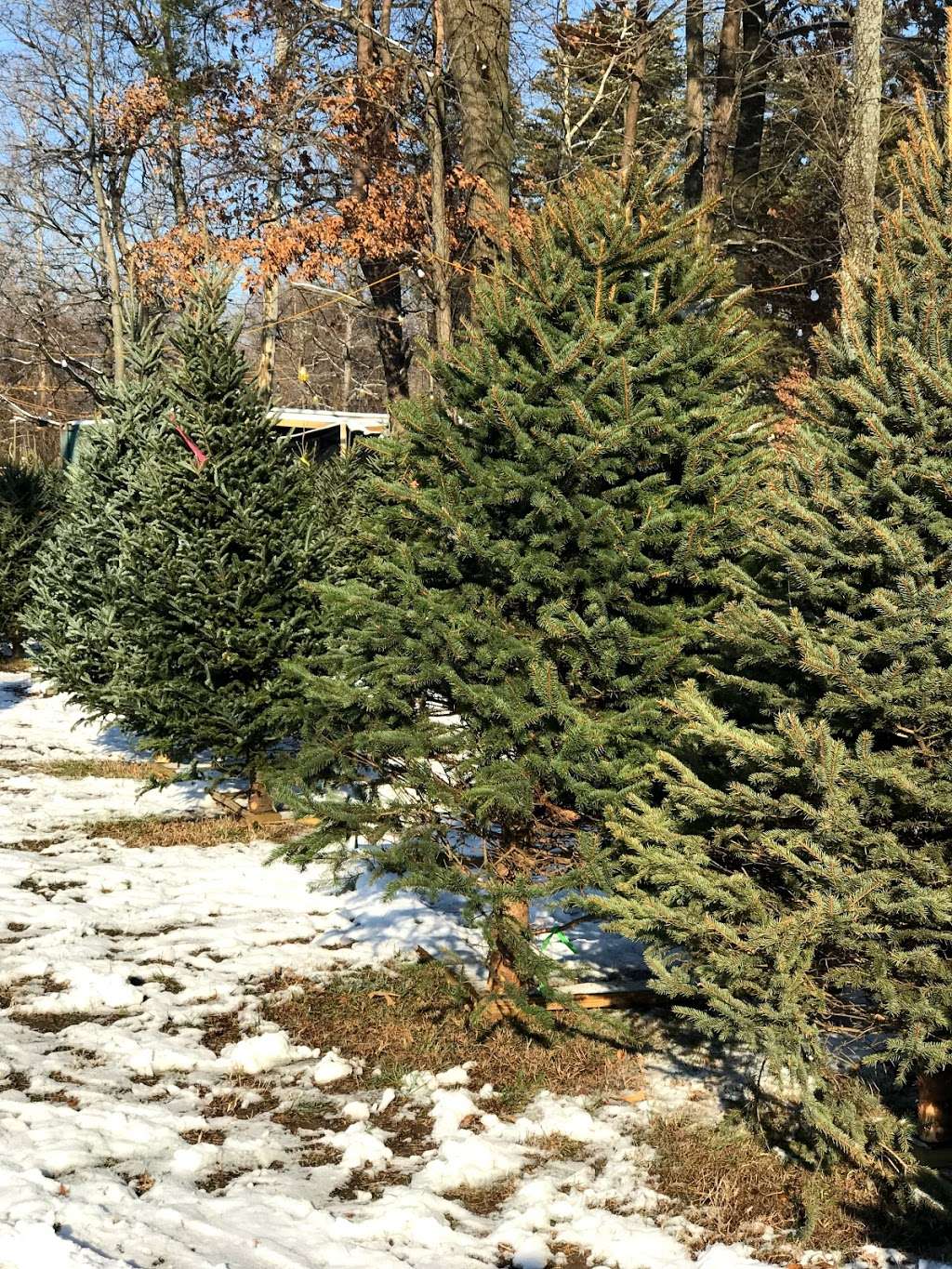 The Barnyard Christmas Trees | 4024 Belle Grove Rd, Baltimore, MD 21225, USA | Phone: (410) 302-1492