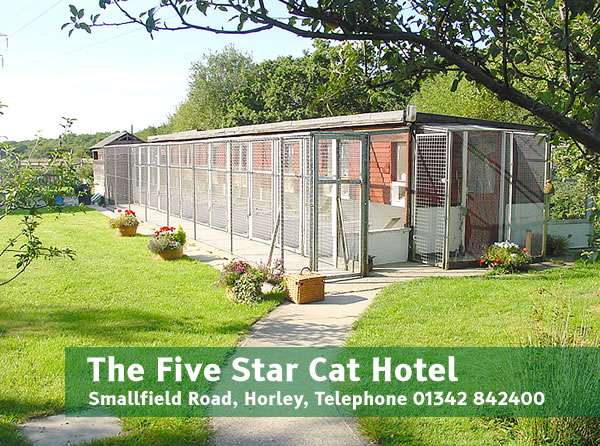 The Five Star Cat Hotel | 208 Smallfield Rd, Horley RH6 9LS, UK | Phone: 01342 842400