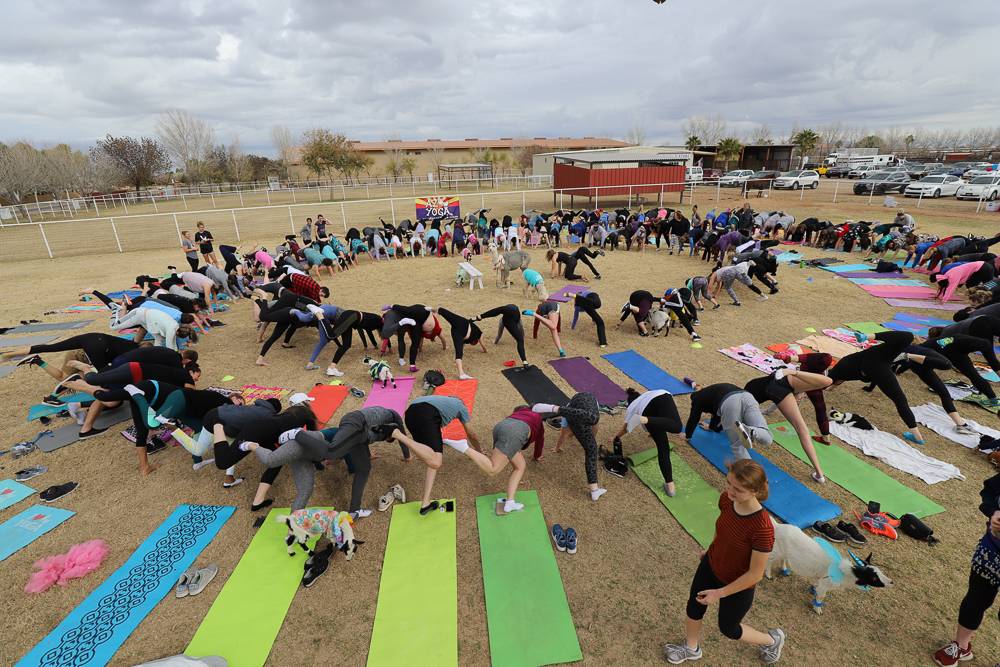 Goat Yoga | #Goat Yoga, 26601 S Val Vista Dr, Gilbert, AZ 85298, USA | Phone: (480) 269-4144