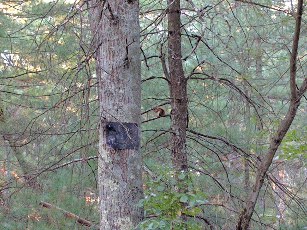 Hewitts pond reserve | Forge River, Raynham, MA 02767, USA