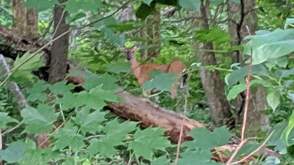 Assabet River Nature Trail | 124-126 Chapin Rd, Hudson, MA 01749, USA