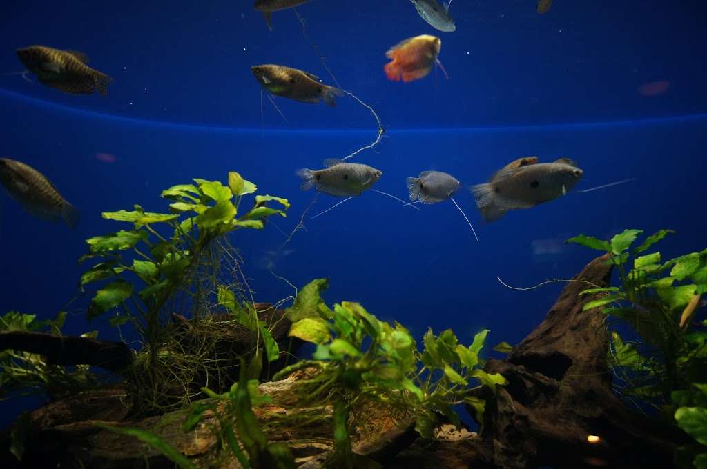 Freshwater Aquarium | San Diego, CA 92109, USA