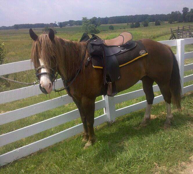 Hickory Hollow Horse Farm | 7418, 219 Crooked Creek Rd, Gettysburg, PA 17325, USA | Phone: (717) 253-6300