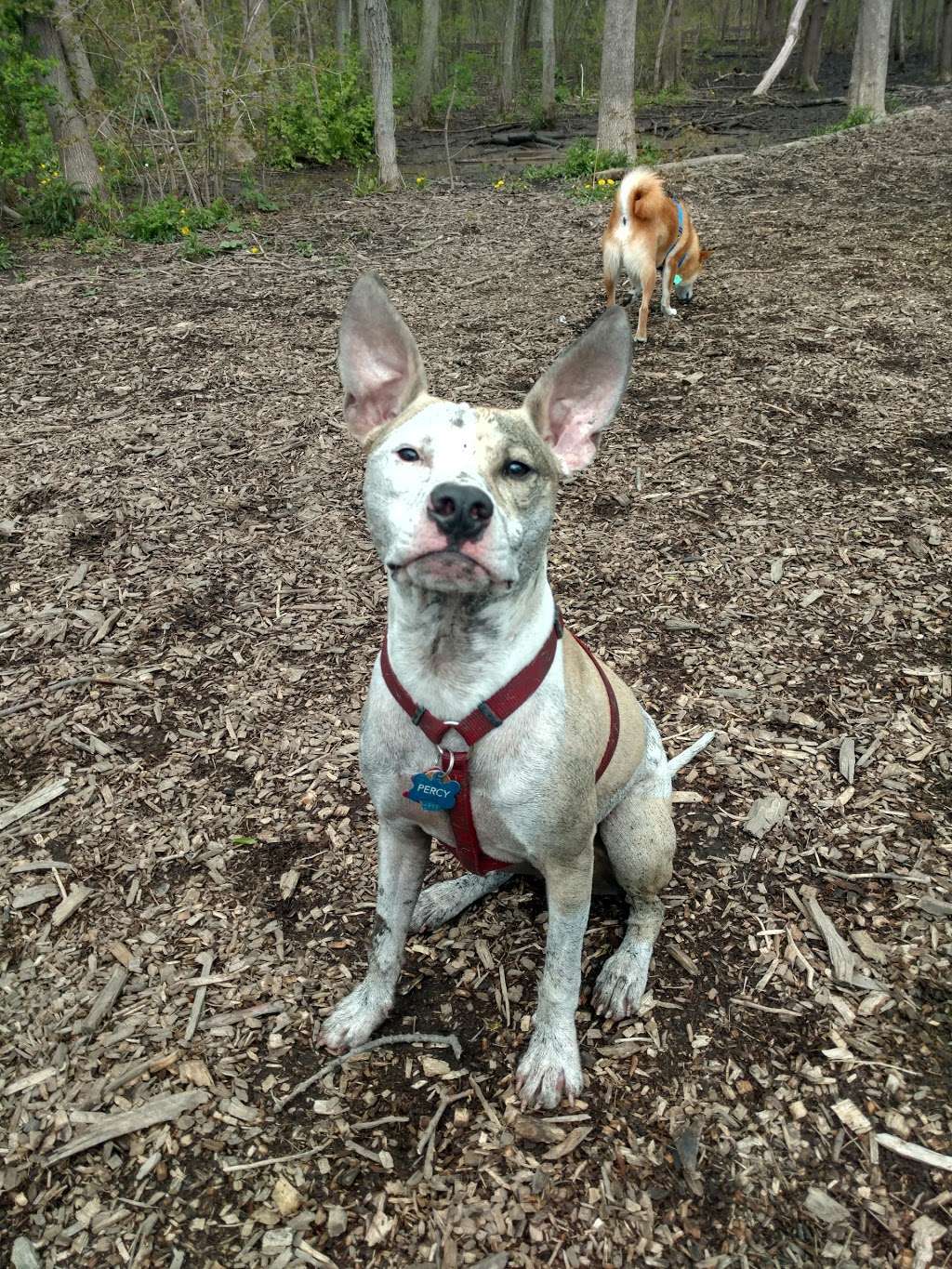 Warnimont Dog Park | 6100 S Lake Dr, Cudahy, WI 53110, USA | Phone: (414) 762-1550