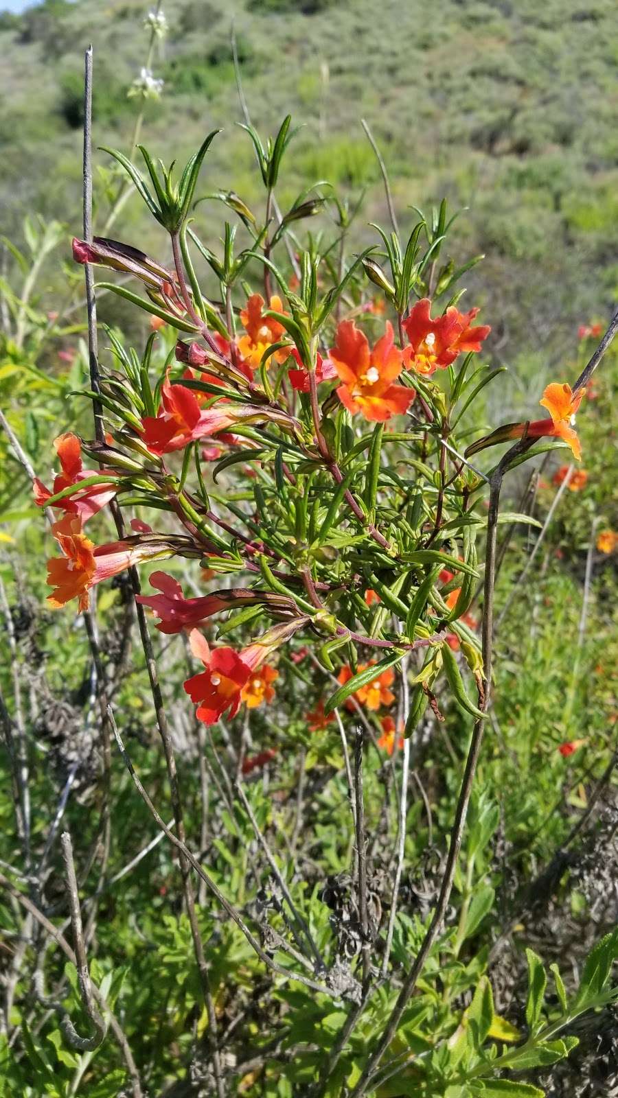 Open Space Trailhead | 11396 Open Space Trail, San Diego, CA 92128, USA