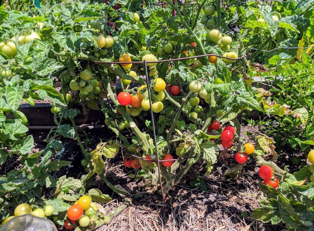 Bay Eagle Community GARDEN | Eagle Ave & Bay St, Alameda, CA 94501, USA