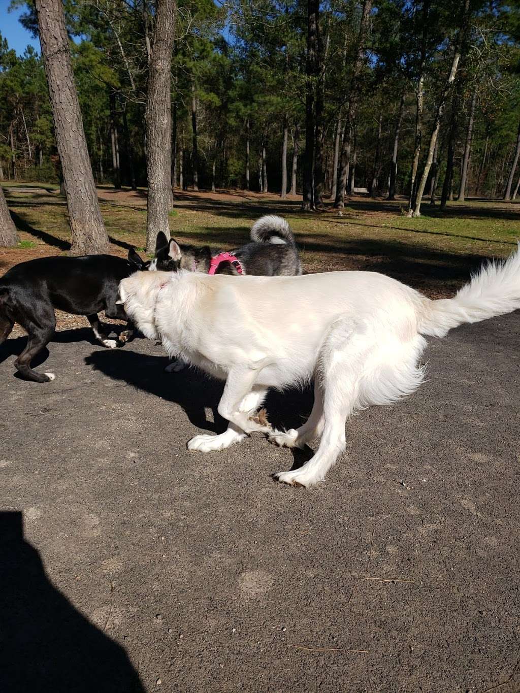 Bibi & Mini-Me Bush Dog Park | 4129 Spring Creek Dr, Spring, TX 77373, USA | Phone: (281) 353-8100