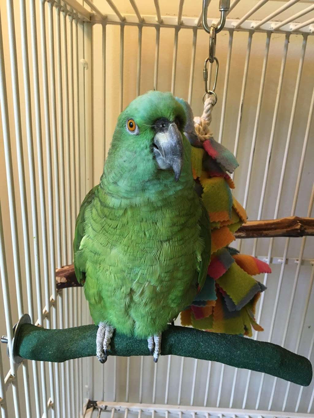 Parrots, Parrots, Parrots, just Parrots | 7219 Lee Hwy, Falls Church, VA 22046, USA | Phone: (703) 536-2473