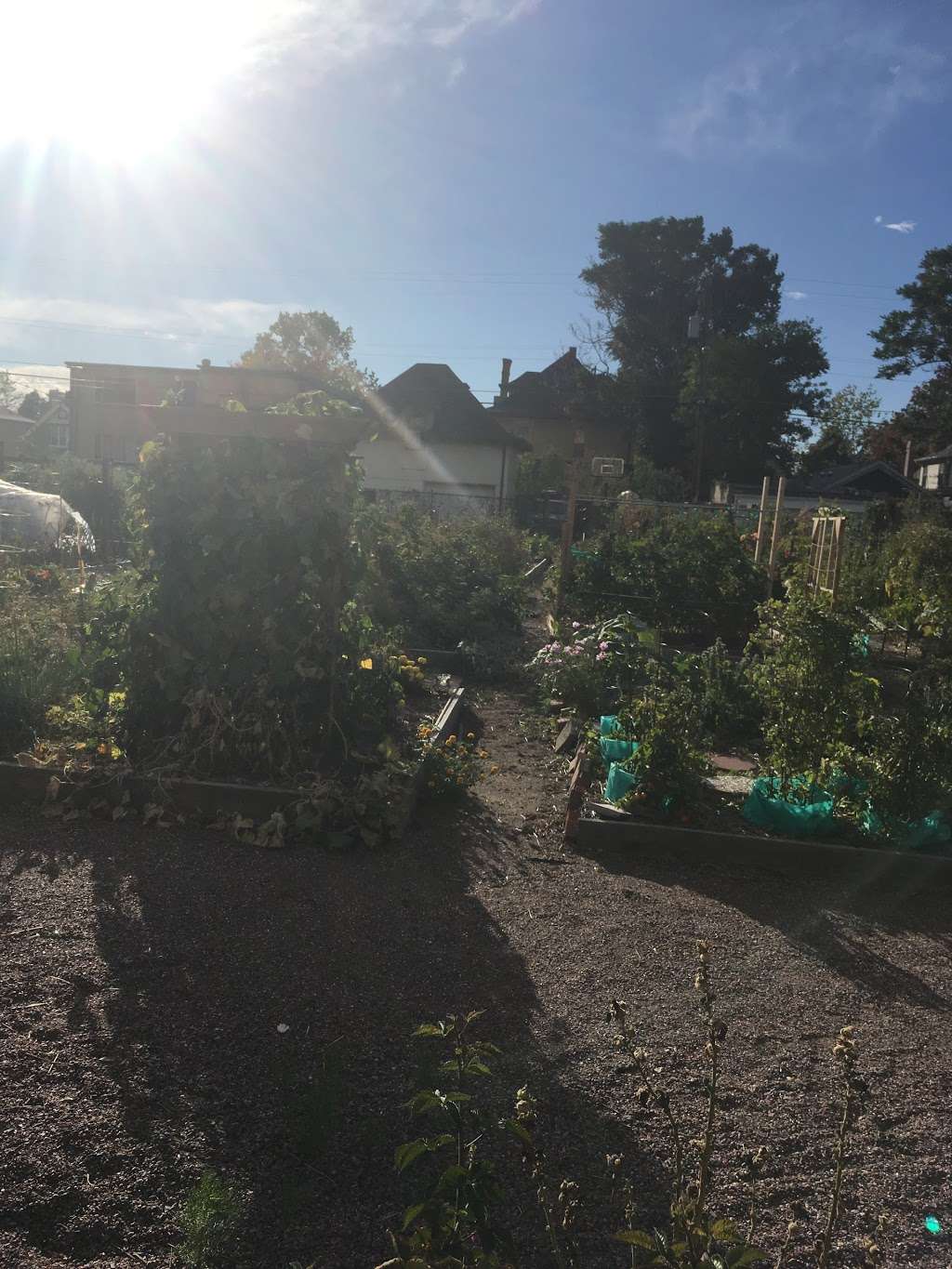 West Washington Park Community Garden | 201 Grant St, Denver, CO 80203, USA