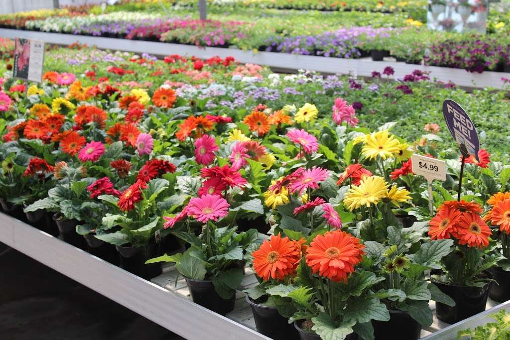 Wengers Greenhouse | 150 Wissler Rd, Lititz, PA 17543, USA | Phone: (717) 733-8658