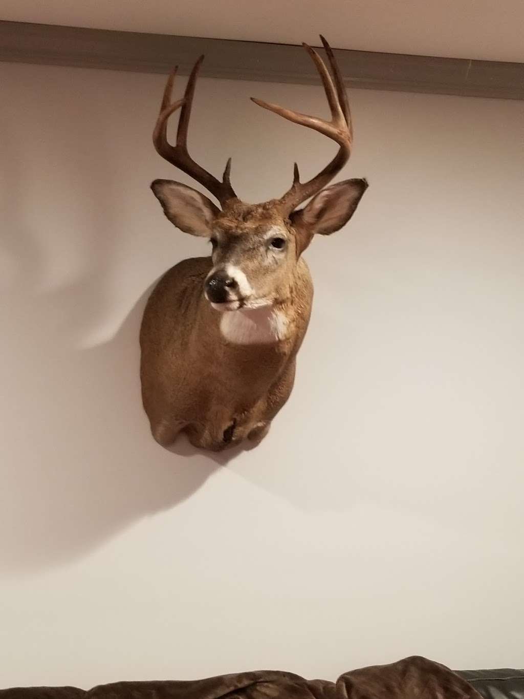 tomlinson taxidermy | W346S3022 Holland Ct, Oconomowoc, WI 53066, USA | Phone: (262) 470-2100