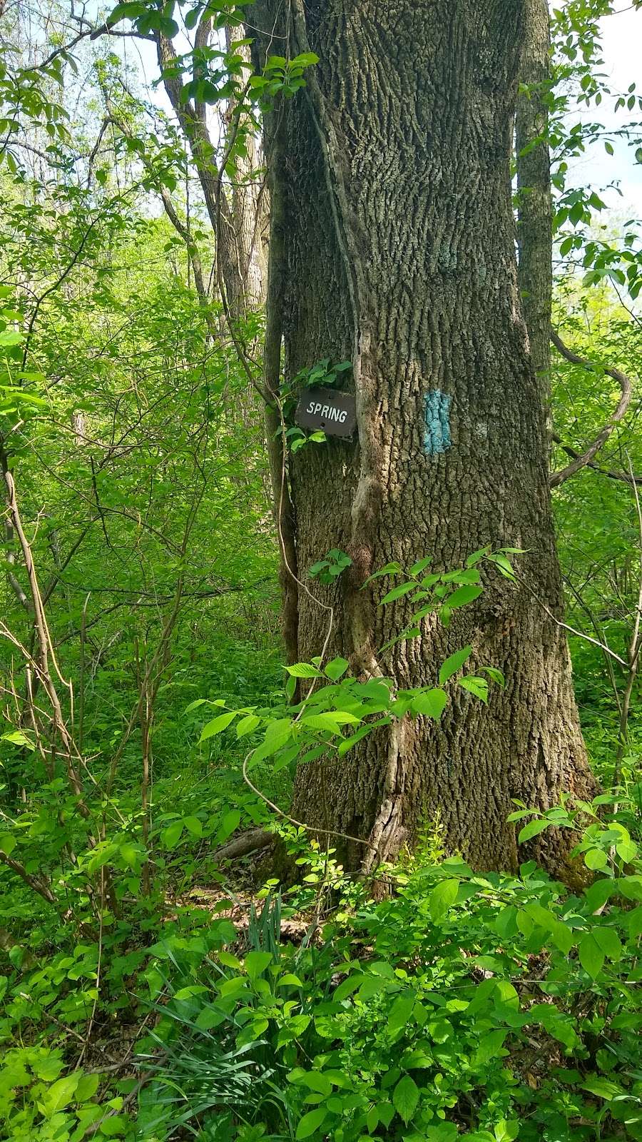 Mosby Campsite | Appalachian Trail, Linden, VA 22642, USA