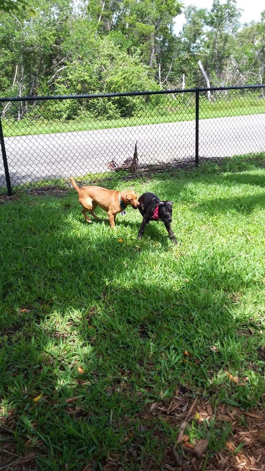 FIND dog park | 232 River Park Dr, Jupiter, FL 33477, USA