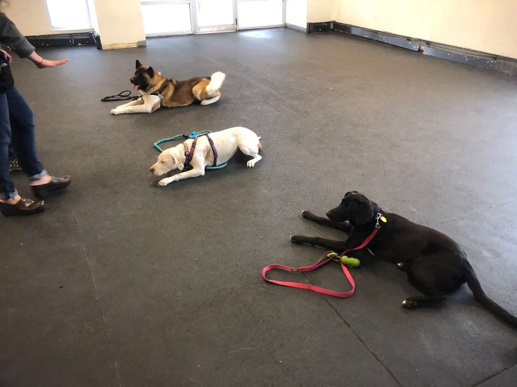 Four Leggers Doggie Daycare | 950 Cummings Center Suite 101X, Beverly, MA 01915, USA | Phone: (978) 922-4182