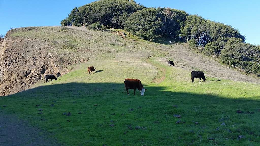 Sibley Volcanic Regional Preserve | Oakland, CA 94611, USA | Phone: (888) 327-2757