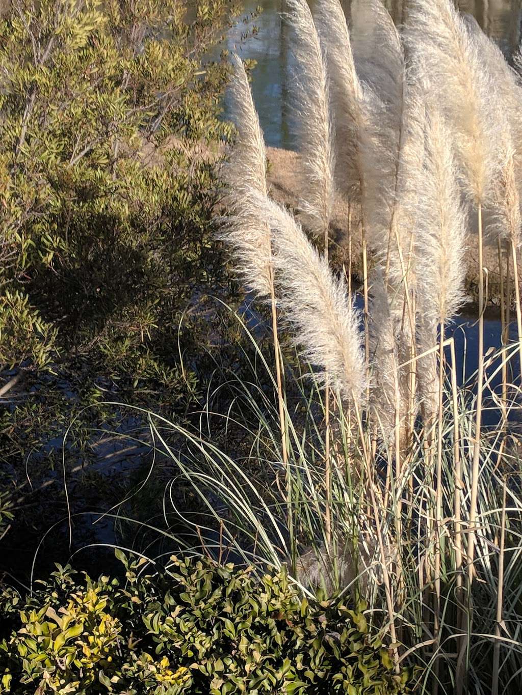 Allosaurus Pond | Charlotte, NC 28262, USA