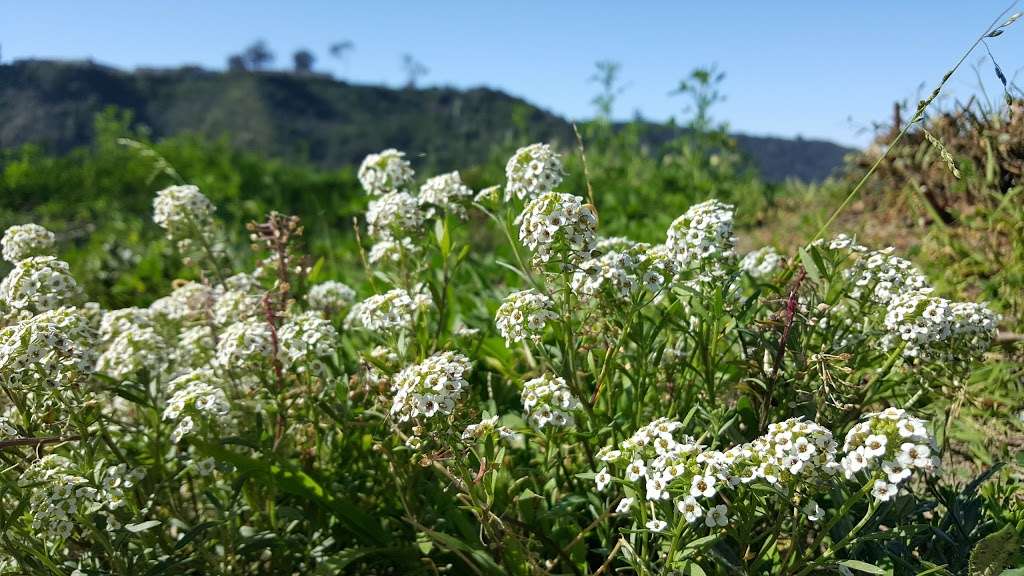 Aliso Summit Trail | 30775 Aliso Sumit Tr, Laguna Niguel, CA 92677, USA