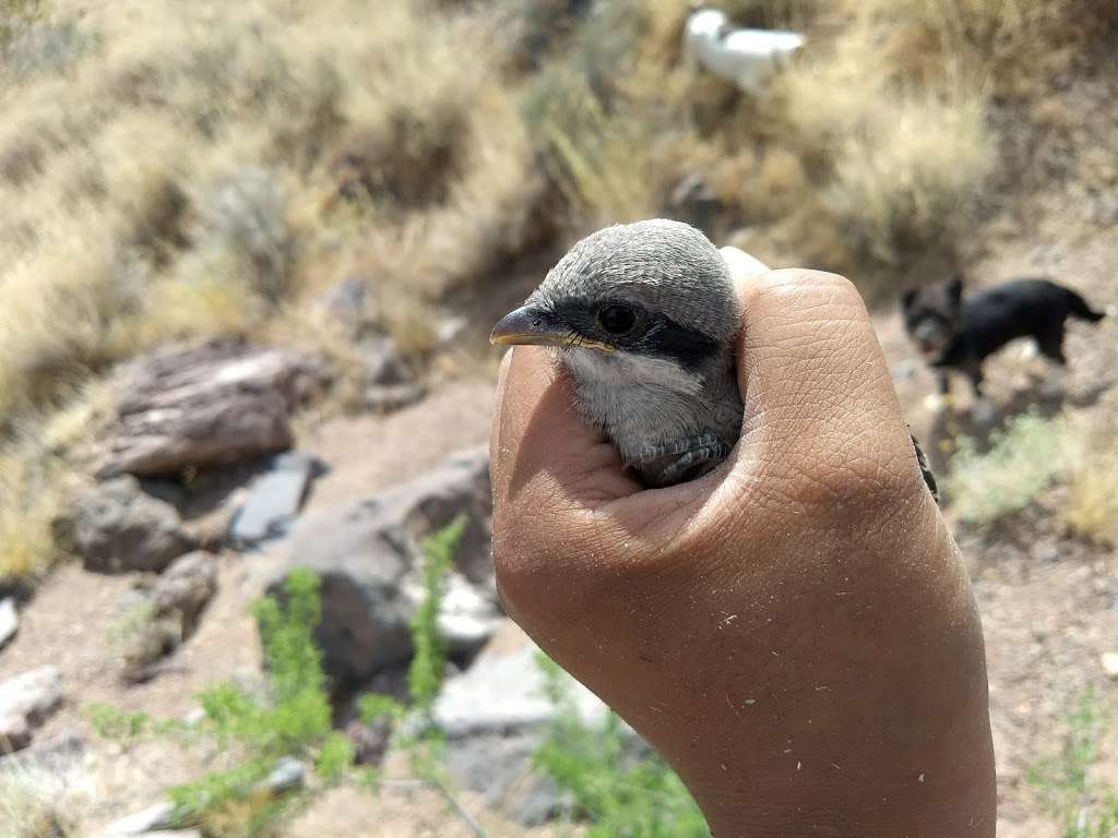 Phainopepla Pass | Henderson, NV 89002, USA