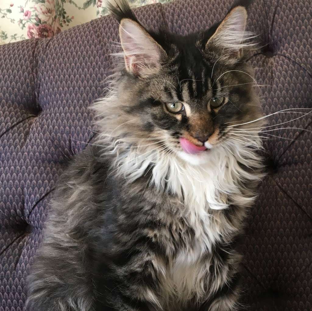 Appalachian Maine Coon Cats /www.mainecoonplace.com | 740 Boy Scout Rd, Hedgesville, WV 25427, USA | Phone: (304) 754-9742