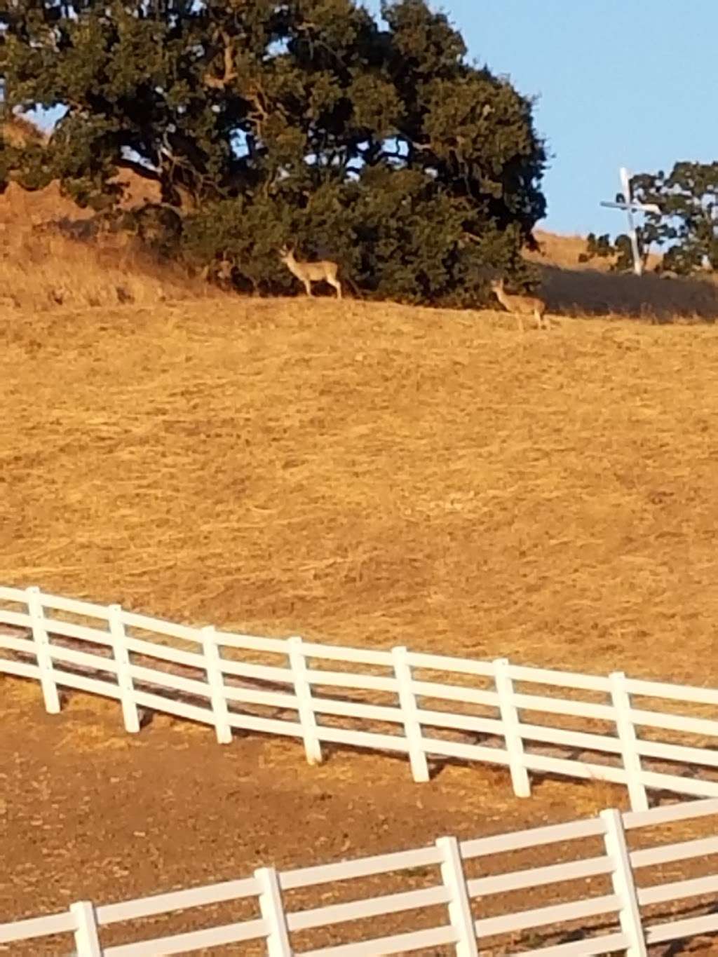 Summit Ranch Equine Center | 100 Summit Ranch Rd, Alamo, CA 94507, USA | Phone: (925) 945-0267