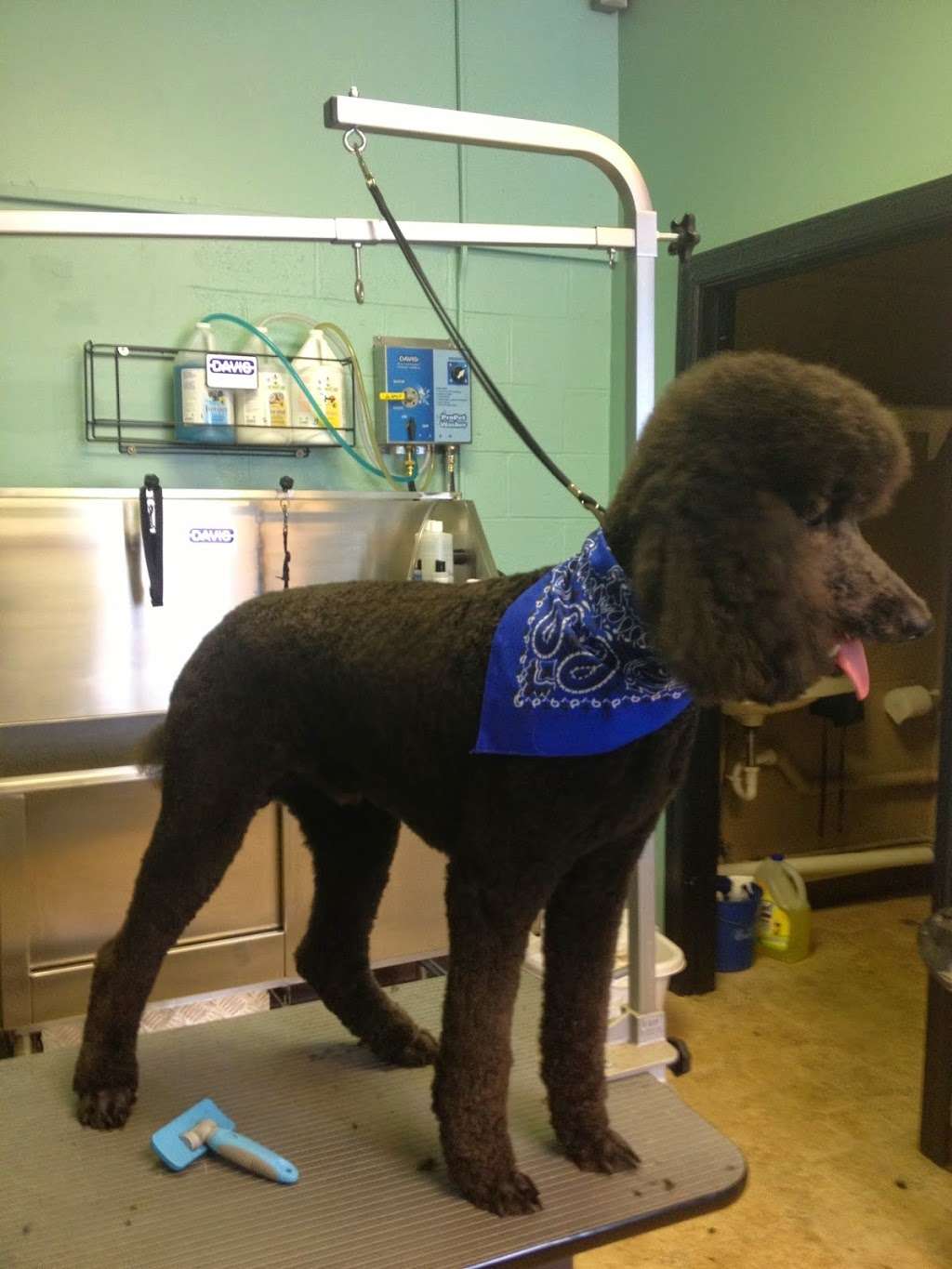 Tails of The Town Grooming Salon | 34205 Old Ocean City Rd, Pittsville, MD 21850, USA | Phone: (410) 835-5505