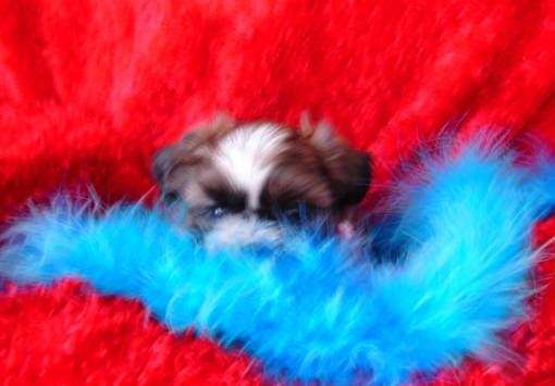 Shih Tzu Milieu | W 255th St, Hillsdale, KS 66036, USA | Phone: (913) 783-4361