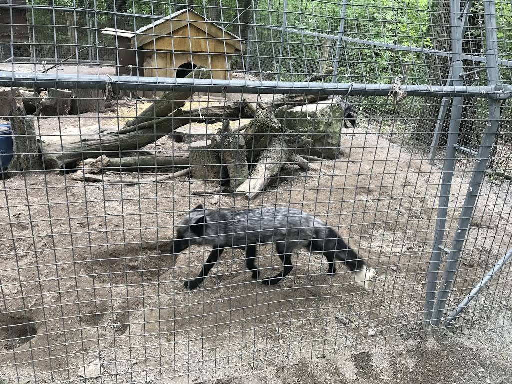 Grey Wolf Exhibit | 2821 Stevensville Rd, Stevensville, ON L0S 1S0, Canada | Phone: (905) 382-9669