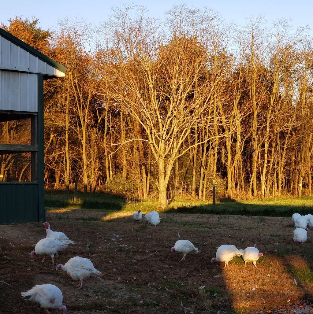 Hincks Turkey Farm | 3930 Belmar Blvd, Neptune City, NJ 07753, USA | Phone: (732) 681-0508