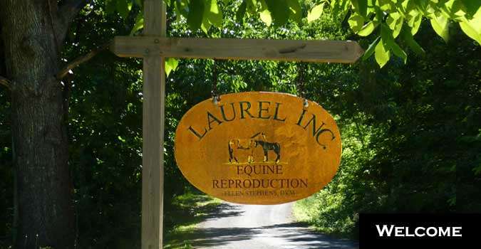 Laurel Inc Equine Reproductions | 525 Randleston Ln, Bluemont, VA 20135, USA | Phone: (540) 905-2054