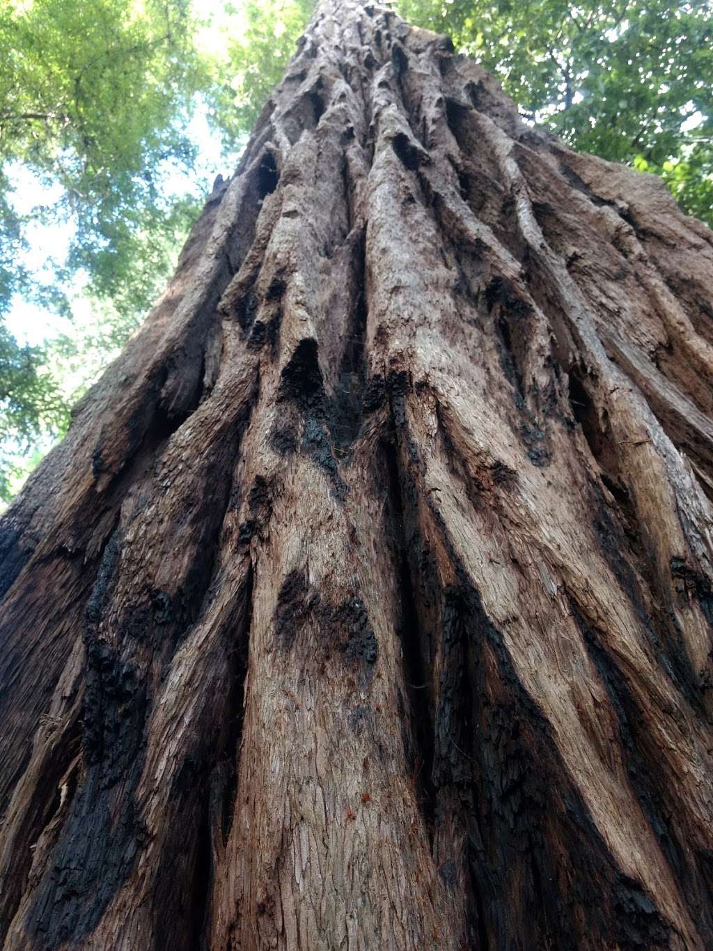 Big Basin Redwoods State Park Headquarters & Visitor Center | 21600 Big Basin Hwy, Boulder Creek, CA 95006, USA | Phone: (831) 338-8861