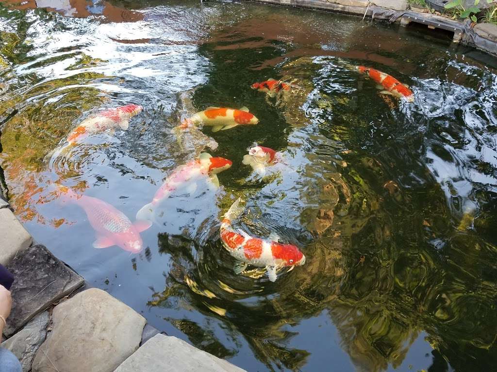 Kodama Koi Garden FL | Lot B, 7250 Griffin Rd, Davie, FL 33314, USA | Phone: (954) 585-6181