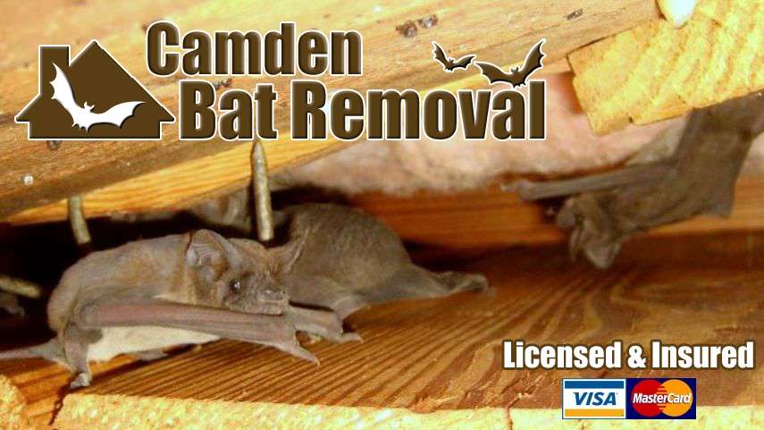 Camden Bat Removal | 1785 Haddon Ave #b, Camden, NJ 08103, USA | Phone: (856) 394-5583