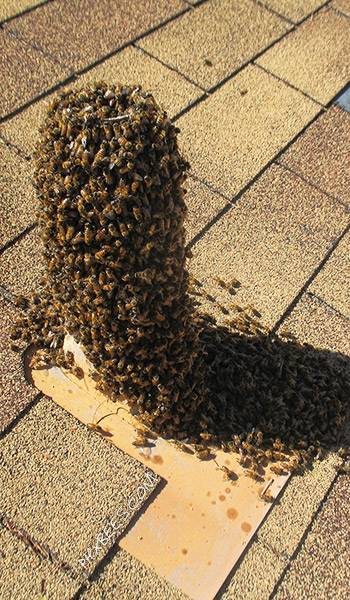 Phoenix Bee Removal | 2491 W Sawtooth Way, Queen Creek, AZ 85142, USA | Phone: (480) 612-1620