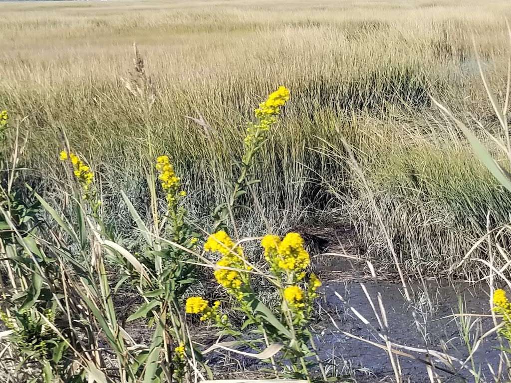 Pork Island Wildlife Management Area | Longport, NJ 08403, USA