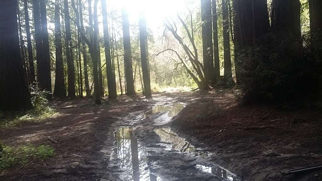 Rincon Parking Lot, Henry Cowell SP | CA-9, Santa Cruz, CA 95060, USA