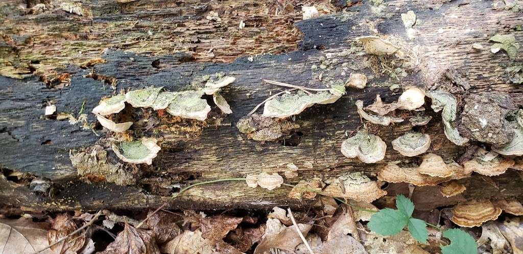 The Nature Conservancy, Chrome Serpentine Barrens Preserve | State Rd, Oxford, PA 19363, USA | Phone: (717) 232-6001