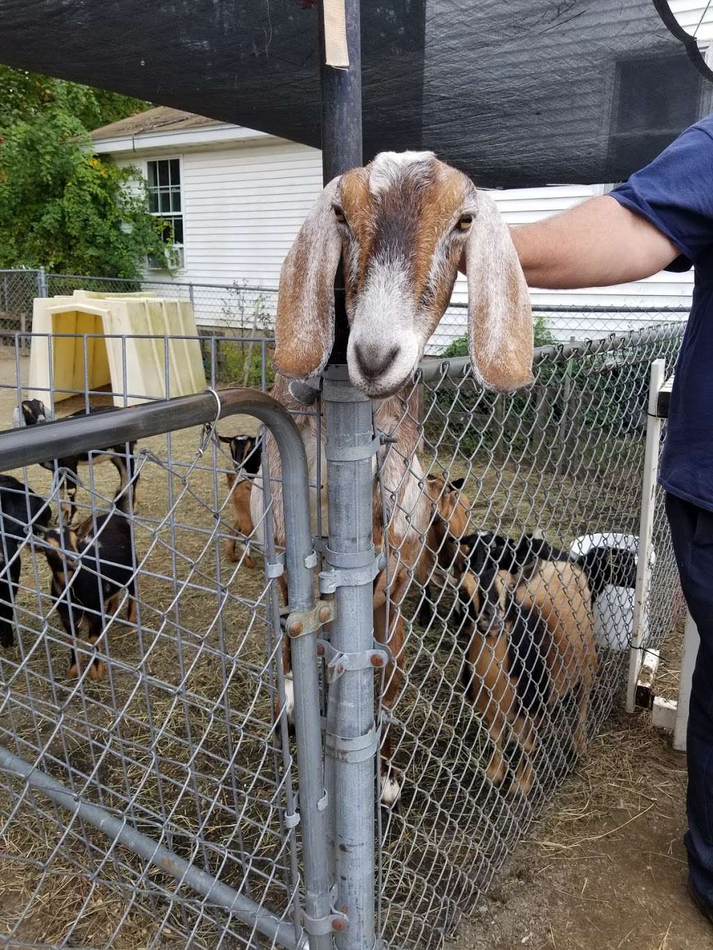 Carriage Shack Farm | 5 Dan Hill Rd, Londonderry, NH 03053, USA | Phone: (603) 716-0629