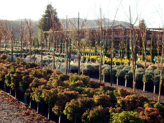 Calaveras Nursery, Inc. | 1000 Calaveras Rd, Sunol, CA 94586, USA | Phone: (925) 862-2286