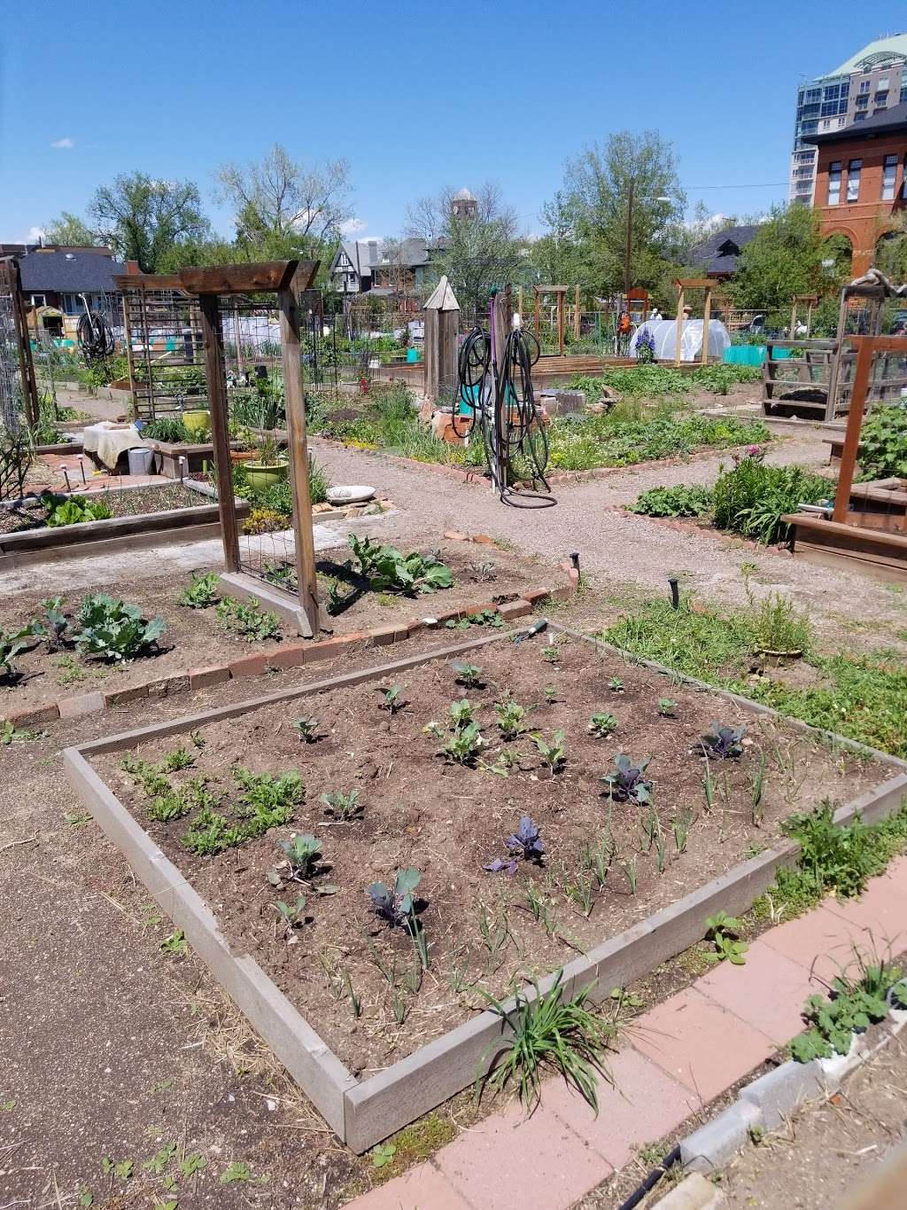 West Washington Park Community Garden | 201 Grant St, Denver, CO 80203, USA