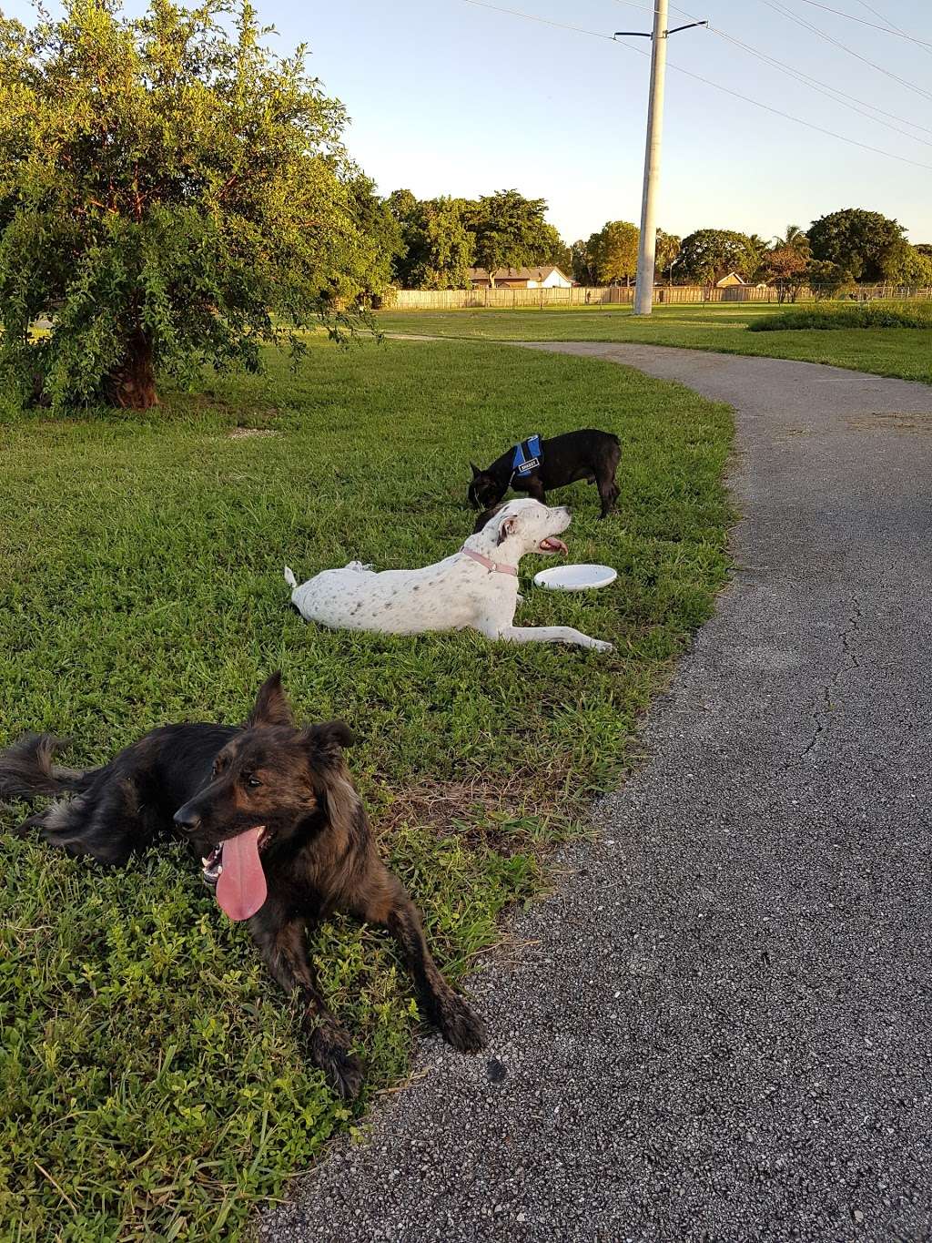 Pembroke Pines Craig Rupp K-9 Dog Park | 9751 Johnson St, Pembroke Pines, FL 33026, USA | Phone: (954) 392-2130