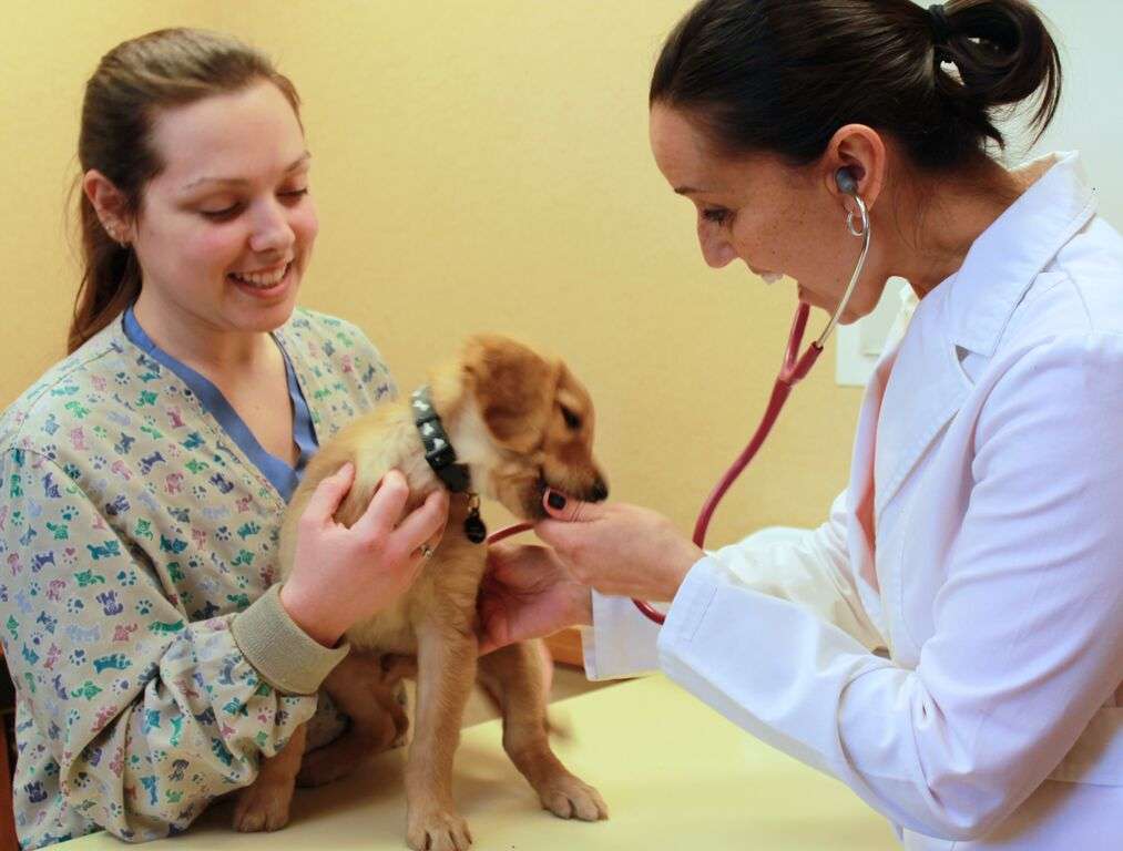 Companion Pet Hospital | 8 U.S. 9, Fishkill, NY 12524, USA | Phone: (845) 896-4830