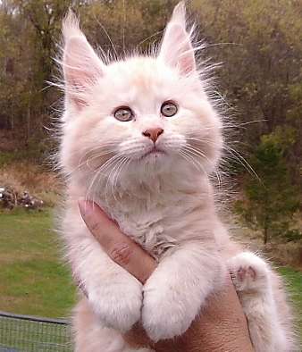 Appalachian Maine Coon Cats /www.mainecoonplace.com | 740 Boy Scout Rd, Hedgesville, WV 25427, USA | Phone: (304) 754-9742