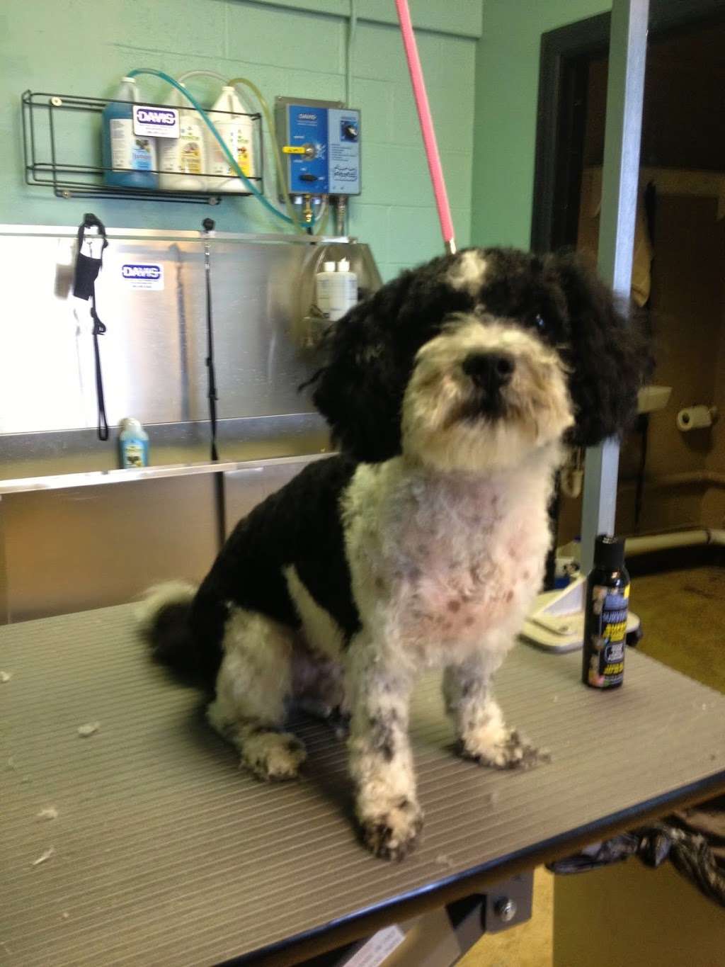 Tails of The Town Grooming Salon | 34205 Old Ocean City Rd, Pittsville, MD 21850, USA | Phone: (410) 835-5505