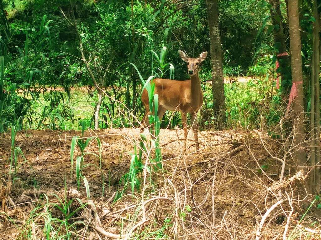 Hester Garden Park | 3029 Todville Rd, Seabrook, TX 77586, USA | Phone: (281) 474-3883