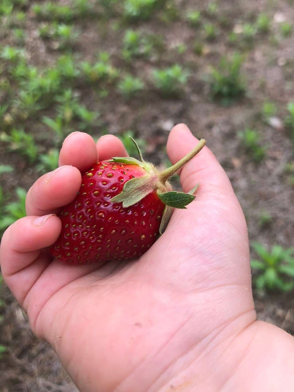 Zieglers U-Pick Strawberries | 61950 Crumstown Trail, North Liberty, IN 46554, USA | Phone: (574) 344-7035