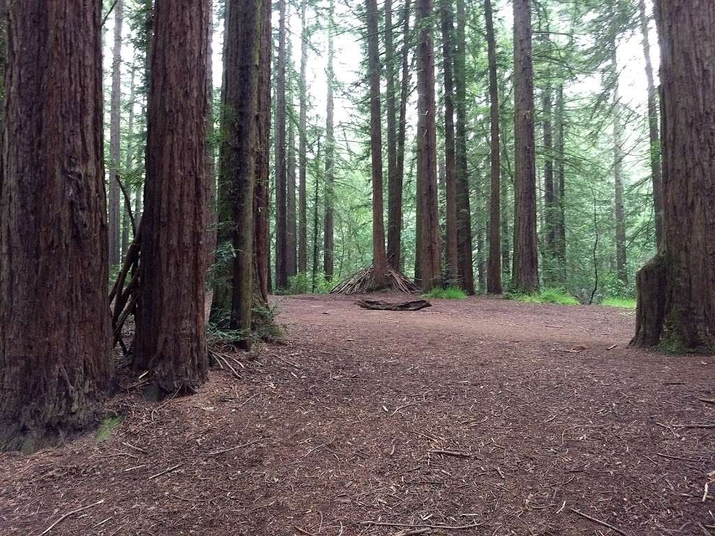 Redwood Glen Trailhead | Big Trees Trail, Oakland, CA 94611, USA