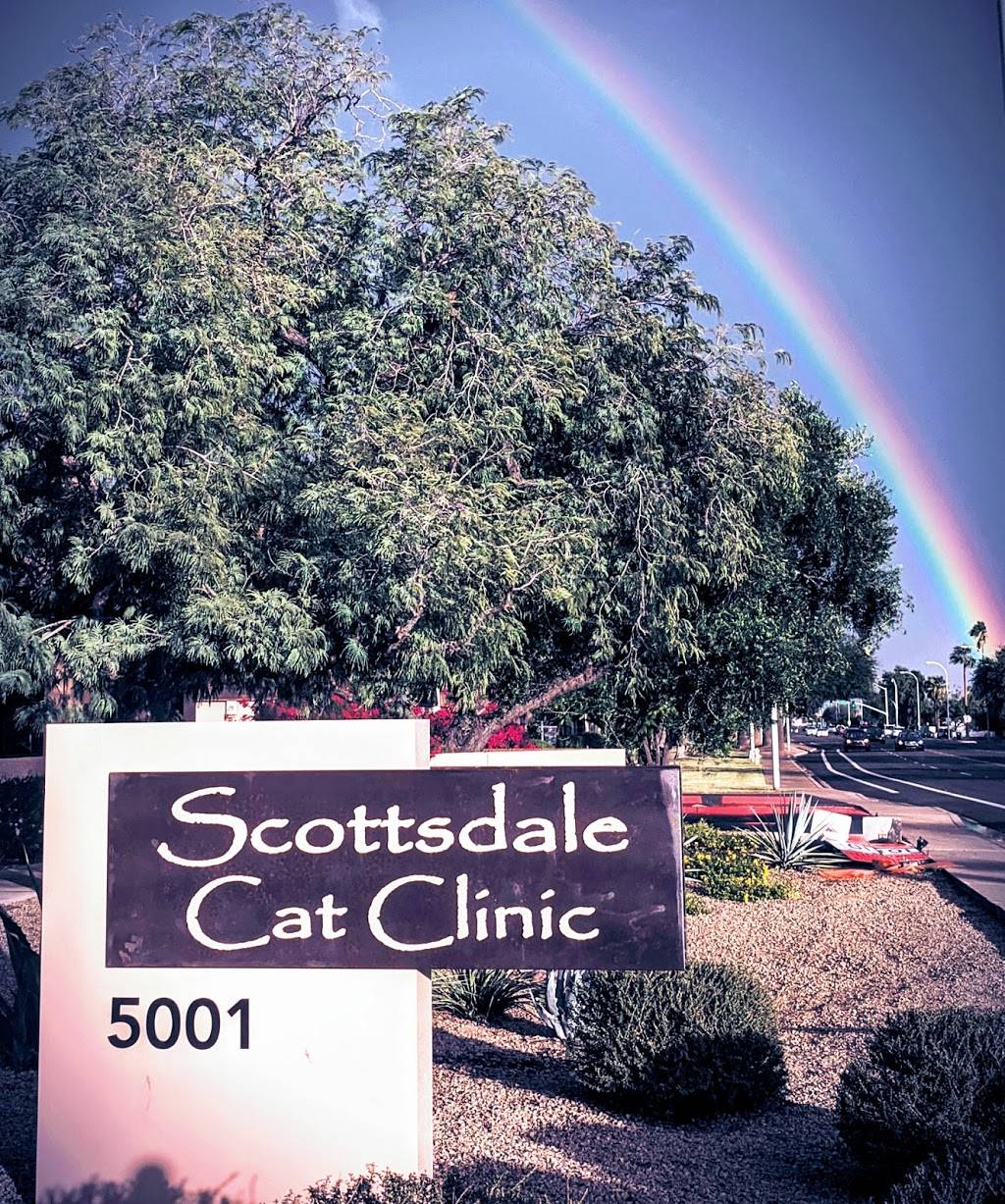 Scottsdale Cat Clinic | 5001 N Granite Reef Rd #105, Scottsdale, AZ 85250, USA | Phone: (480) 970-1175