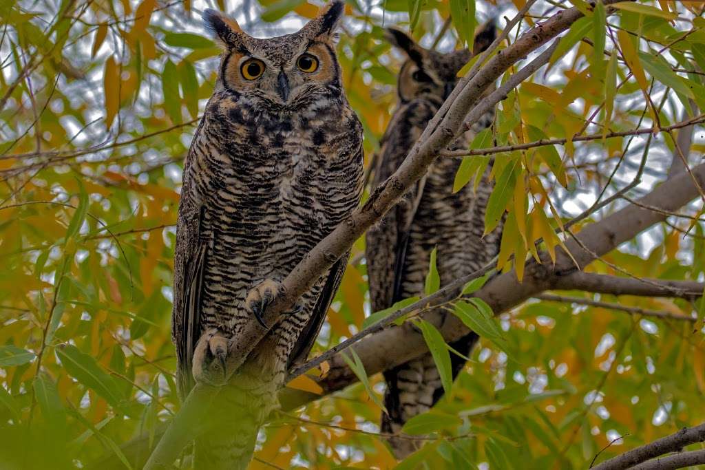 San Jacinto Wildlife Area | 17050 Davis St, Lakeview, CA 92567, USA | Phone: (951) 928-0580