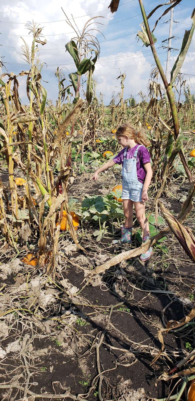 Tom’s and Zach’s Pumkin Patch | 15725 W Bruce Rd, Lockport, IL 60441, USA